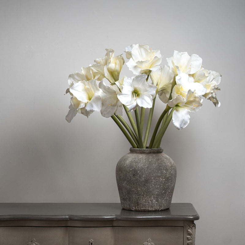 Classic White Amaryllis Flower