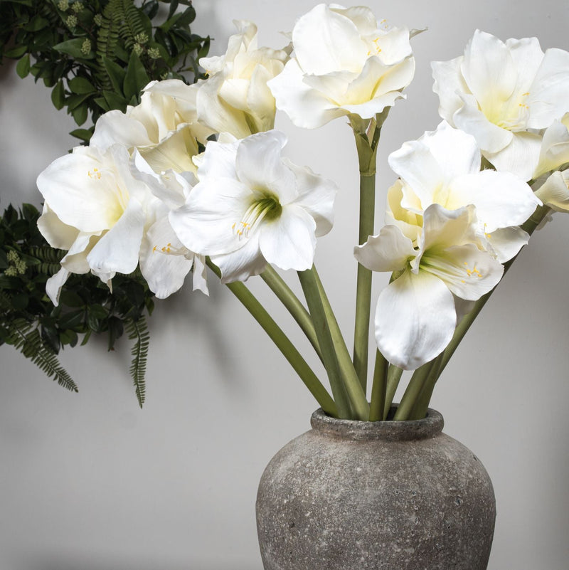 Classic White Amaryllis Flower