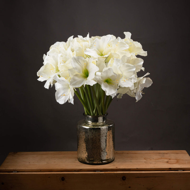 Classic White Amaryllis Flower